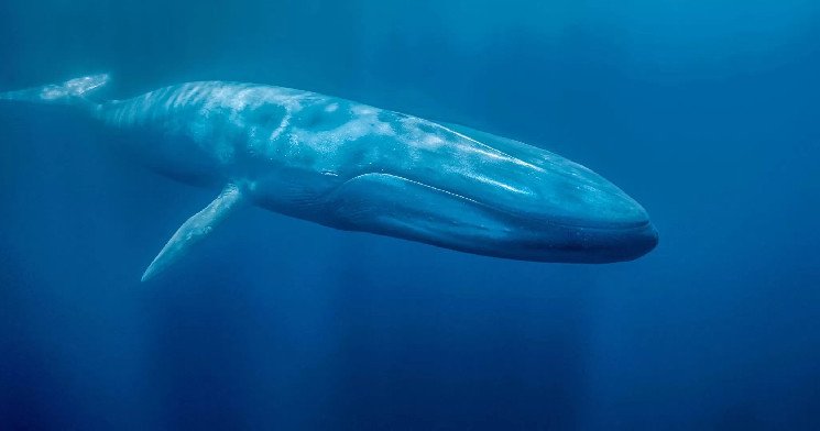 Giant cryptocurrency whale purchased this altcoin in bulk at binance: Becomes the largest owner