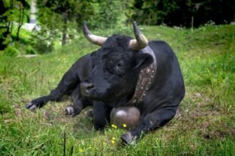 Bitcoin enters its most powerful accumulation phase since January as BTC prices pass $110K