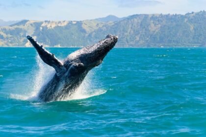 Fresh whales make big moves on two unrelated altcoins