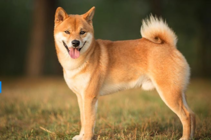 Spot Doge ETF is getting closer as it fixes bitwise filing