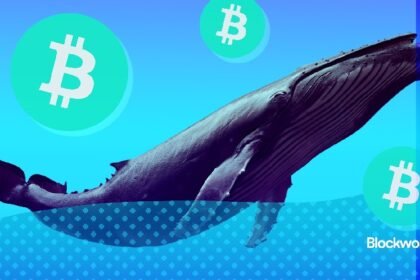 Bitcoin Whale Watching is a sport to enjoy and stay poor