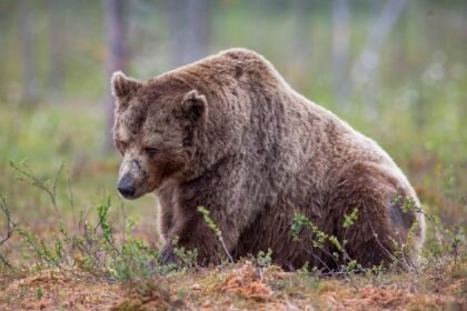 Science and science for Tom Lee Mars "Grandma Shots" Portfolio