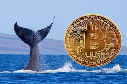 Whale is withdrawing bitcoin from exchanges at record levels - what does this mean?