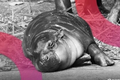 The zoo reveals Mooden as a birthday plan for the virus Pygmy Bipo