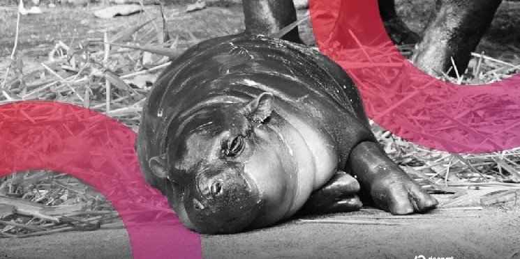 The zoo reveals Mooden as a birthday plan for the virus Pygmy Bipo